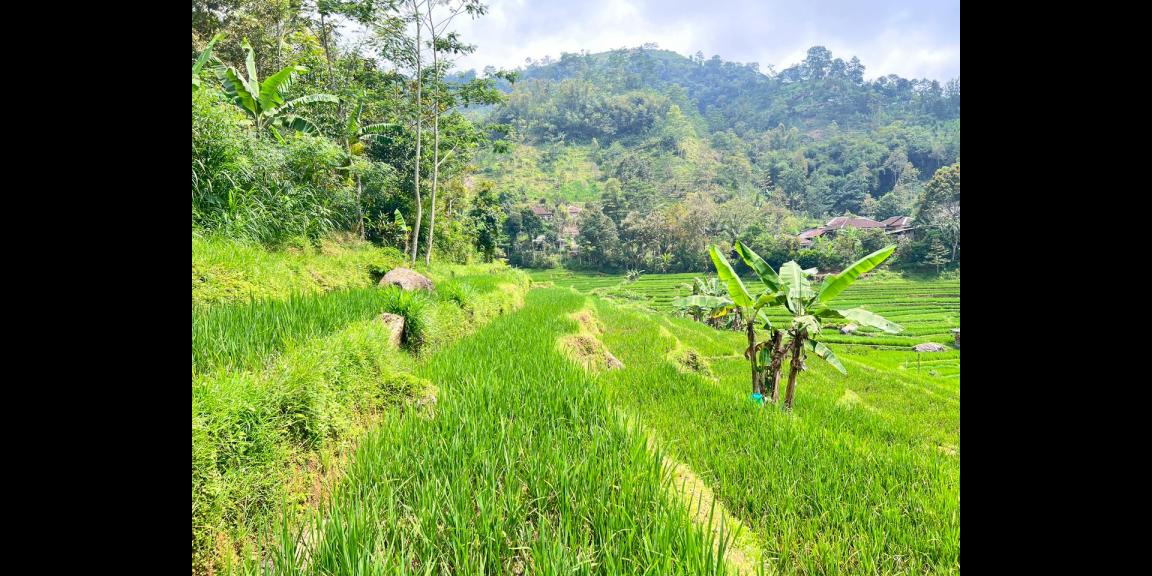 Tanah Murah 3000m 200rb/m Ngargoyoso, Solo Tanah Murah 3000m 200rb/m Ngargoyoso, Solo