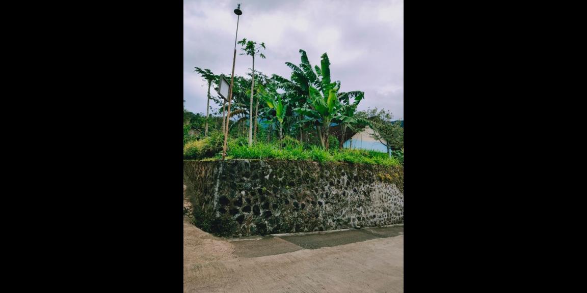 Tanah Pekarangan Datar Dibangun Vila Kemuning Ngargoyoso Karanganyar Tanah Pekarangan Datar Dibangun Vila Kemuning Ngargoyoso Karanganyar