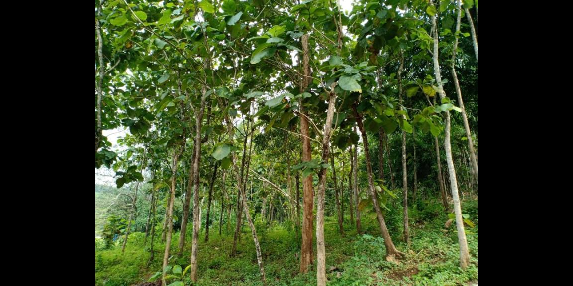 Tanah Kebun Jati 4000m² Dekat Objek Wisata Mojogedang Karanganyar Tanah Kebun Jati 4000m² Dekat Objek Wisata Mojogedang Karanganyar