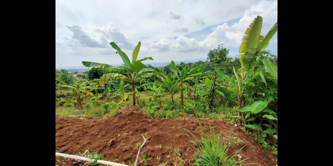 Jual Tanah di dataran tinggi Cijeruk Bogor View Indah Kota Bogor, Sentul dan Gunung Gede Jual Tanah di dataran tinggi Cijeruk Bogor View Indah Kota Bogor, Sentul dan Gunung Gede