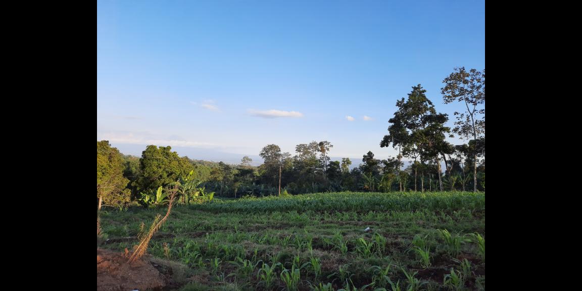 TANAH NGANTONG DI NGAJUM MALANG SCENIC VIEW TANAH NGANTONG DI NGAJUM MALANG SCENIC VIEW