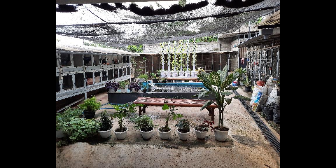 DIJUAL USAHA HIDROPONIK YANG SUDAH JALAN DI MOJAN JEMBER DIJUAL USAHA HIDROPONIK YANG SUDAH JALAN DI MOJAN JEMBER