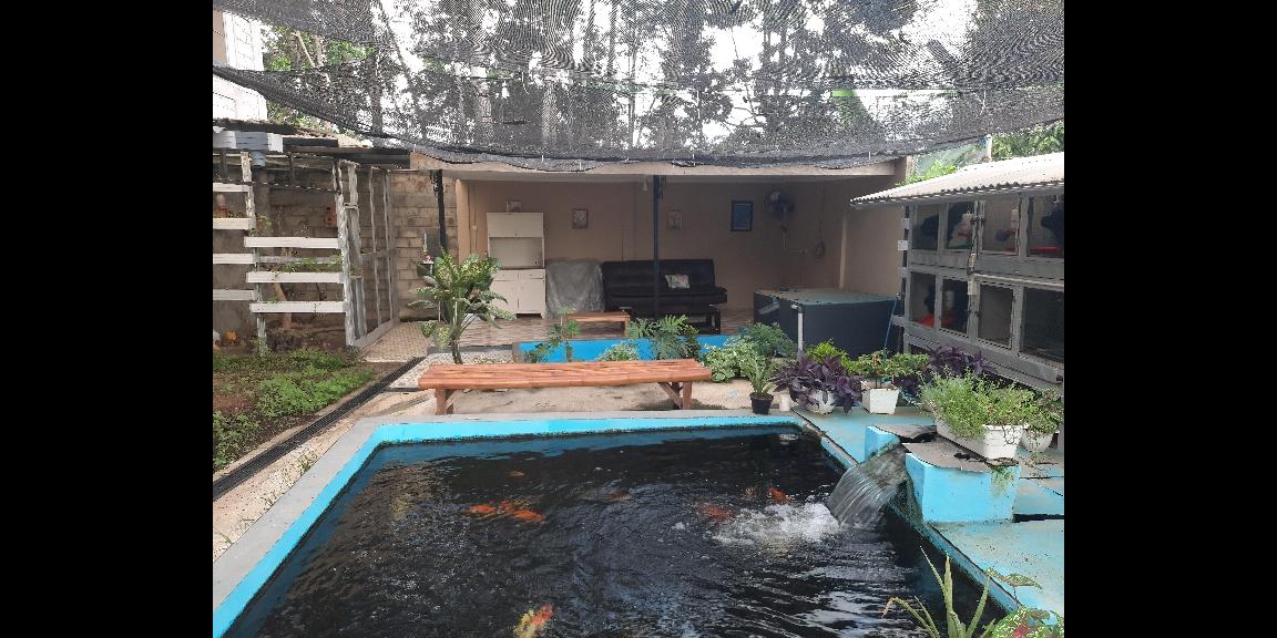 DIJUAL USAHA HIDROPONIK YANG SUDAH JALAN DI MOJAN JEMBER DIJUAL USAHA HIDROPONIK YANG SUDAH JALAN DI MOJAN JEMBER