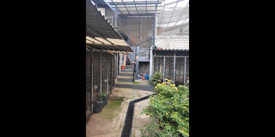 DIJUAL USAHA HIDROPONIK YANG SUDAH JALAN DI MOJAN JEMBER DIJUAL USAHA HIDROPONIK YANG SUDAH JALAN DI MOJAN JEMBER