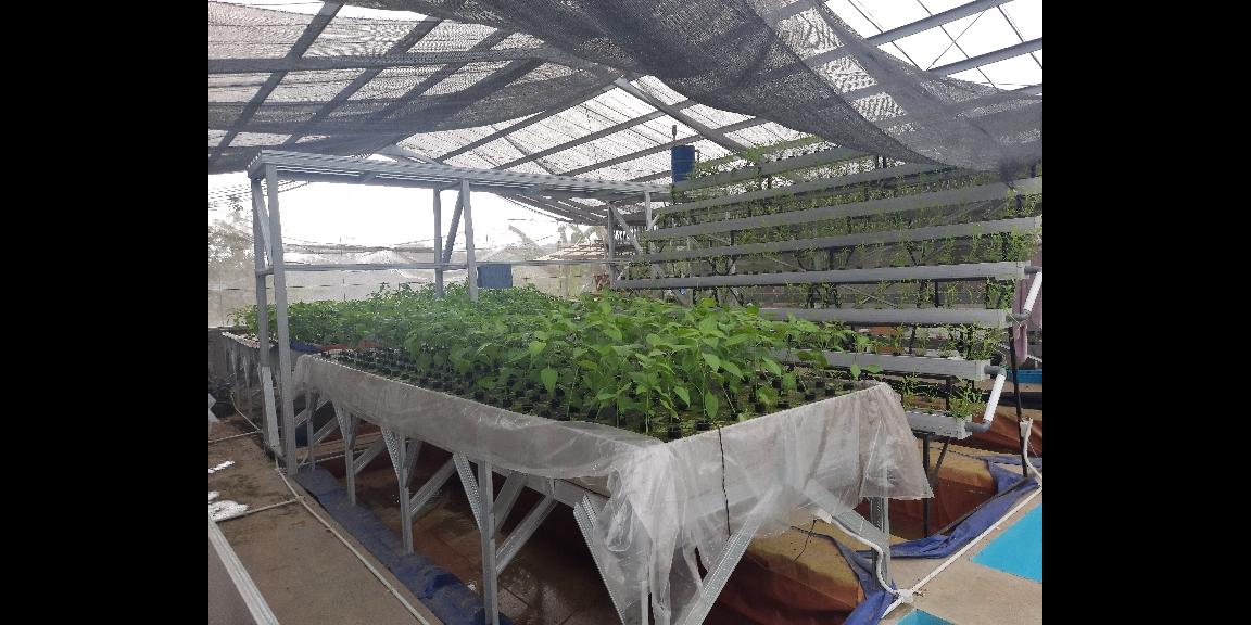 DIJUAL USAHA HIDROPONIK YANG SUDAH JALAN DI MOJAN JEMBER DIJUAL USAHA HIDROPONIK YANG SUDAH JALAN DI MOJAN JEMBER