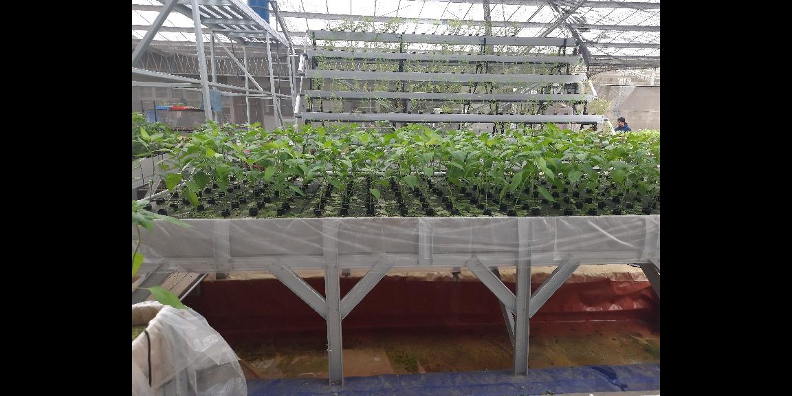 DIJUAL USAHA HIDROPONIK YANG SUDAH JALAN DI MOJAN JEMBER DIJUAL USAHA HIDROPONIK YANG SUDAH JALAN DI MOJAN JEMBER