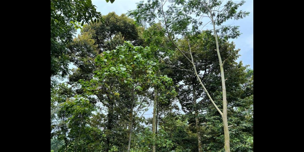 Jual Kebun Durian Jl Raya Karangpandan Karanganyar Jual Kebun Durian Jl Raya Karangpandan Karanganyar