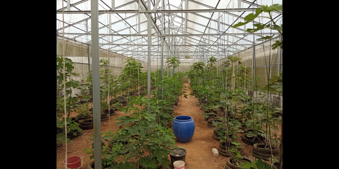 DIJUAL LAHAN KEBUN HOLTIKULTURA BUAH NAGA & TIN LINGKAR SELATAN, CILEGON DIJUAL LAHAN KEBUN HOLTIKULTURA BUAH NAGA & TIN LINGKAR SELATAN, CILEGON