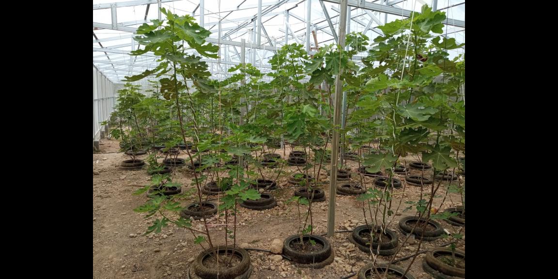 DIJUAL LAHAN KEBUN HOLTIKULTURA BUAH NAGA & TIN LINGKAR SELATAN, CILEGON DIJUAL LAHAN KEBUN HOLTIKULTURA BUAH NAGA & TIN LINGKAR SELATAN, CILEGON