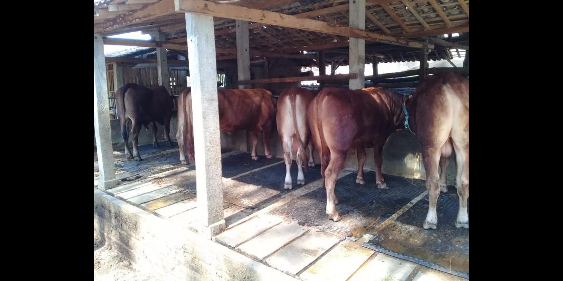 Lahan peternakan lengkap dgn kandang sapi, kambing, ayam, kolam, kebun Lahan peternakan lengkap dgn kandang sapi, kambing, ayam, kolam, kebun