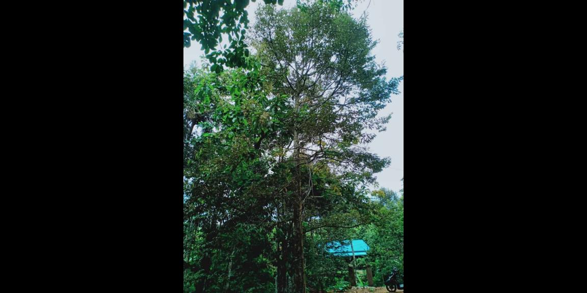 Kebun Durian Siap Panen Kerjo Karanganyar Kebun Durian Siap Panen Kerjo Karanganyar