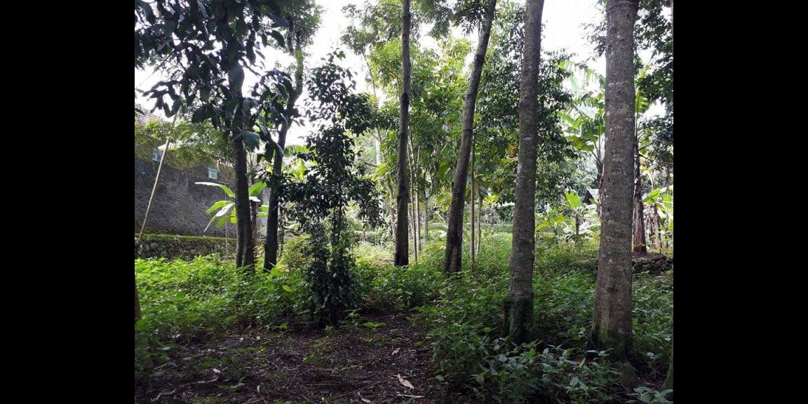 Dijual Tanah Strategis 303m² Kuto Kerjo Karanganyar Dijual Tanah Strategis 303m² Kuto Kerjo Karanganyar