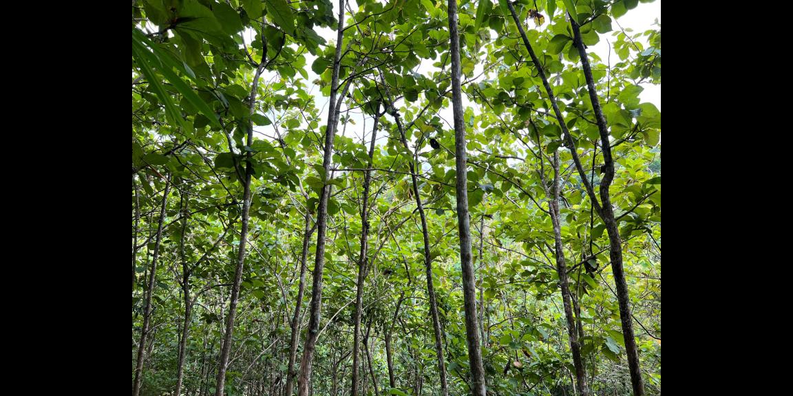 Dijual Kebun Jati 65 ribu permeter Kerjo Karanganyar Dijual Kebun Jati 65 ribu permeter Kerjo Karanganyar