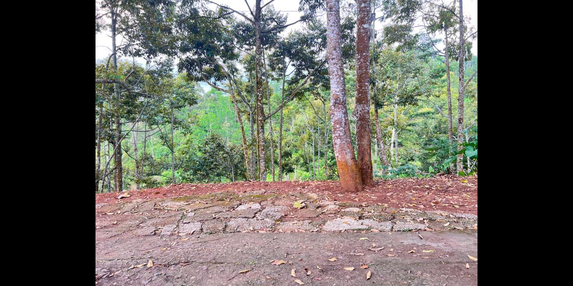 Tanah Kebun Durian 8594m² Siap Panen Karanganyar Tanah Kebun Durian 8594m² Siap Panen Karanganyar