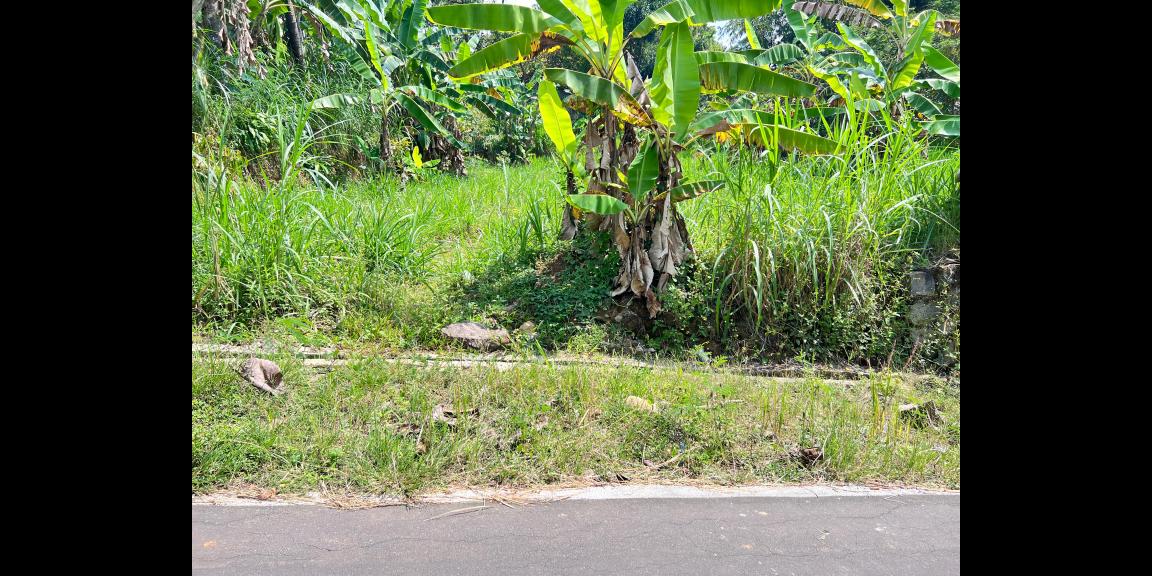 Kebun Durian 950m 250Jt Mojogedang Karanganyar Kebun Durian 950m 250Jt Mojogedang Karanganyar