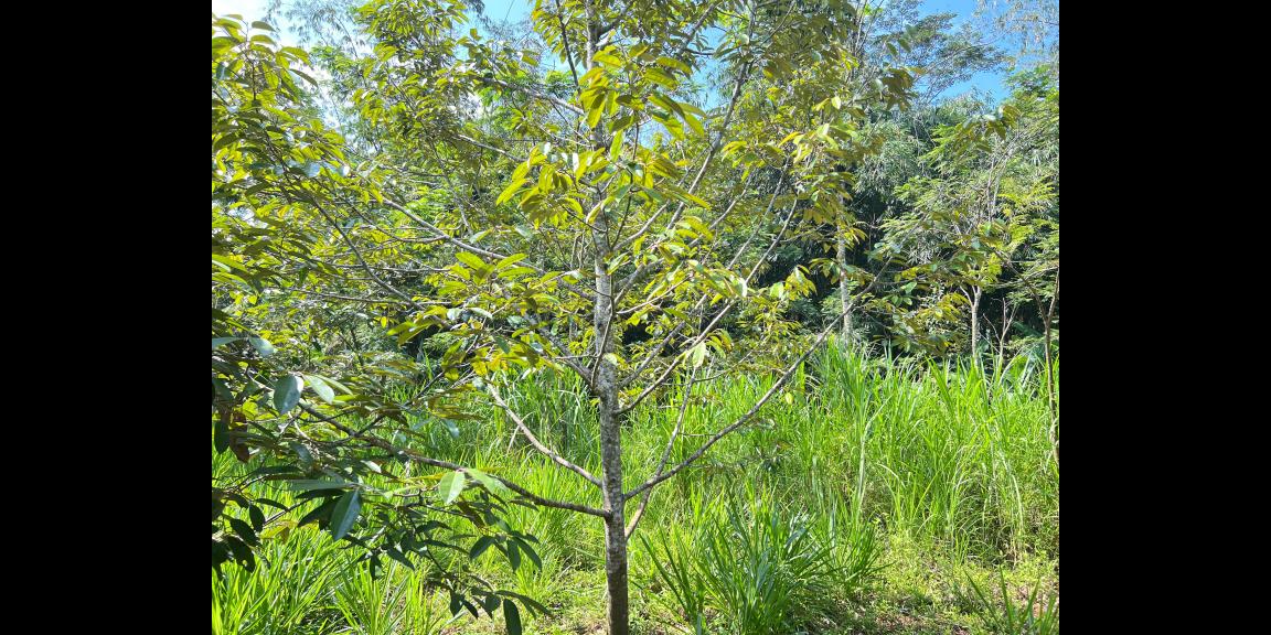 Kebun Durian 1000m² Bonus Bangunan Karanganyar Kebun Durian 1000m² Bonus Bangunan Karanganyar