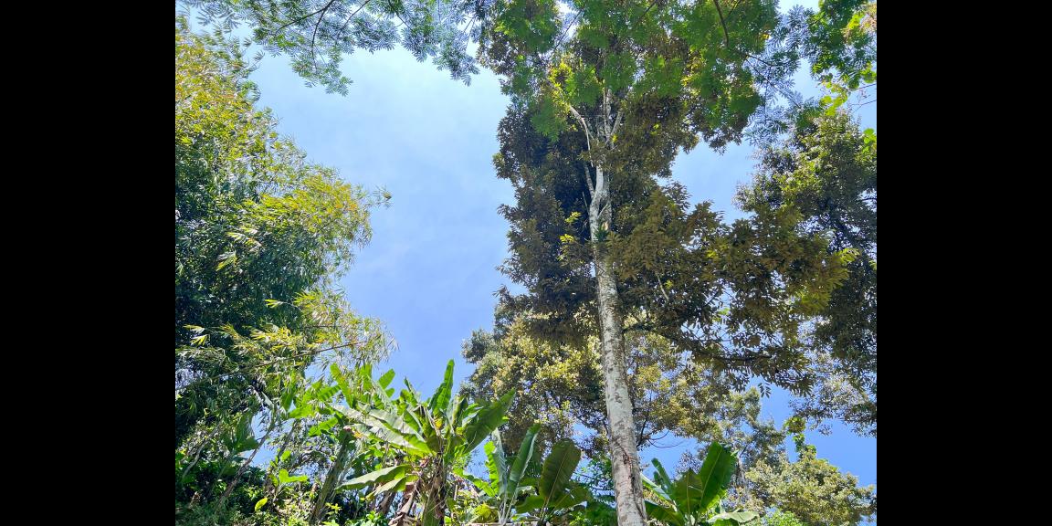 Tanah Kebun Durian 65Jt 500m Ngargoyoso Karanganyar Tanah Kebun Durian 65Jt 500m Ngargoyoso Karanganyar