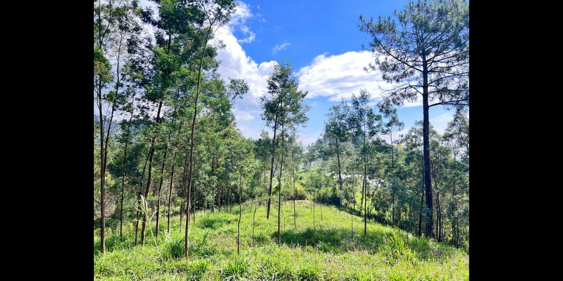 Tanah 4 Hektar Siap Bangun Wahana Wisata Karanganyar Tanah 4 Hektar Siap Bangun Wahana Wisata Karanganyar