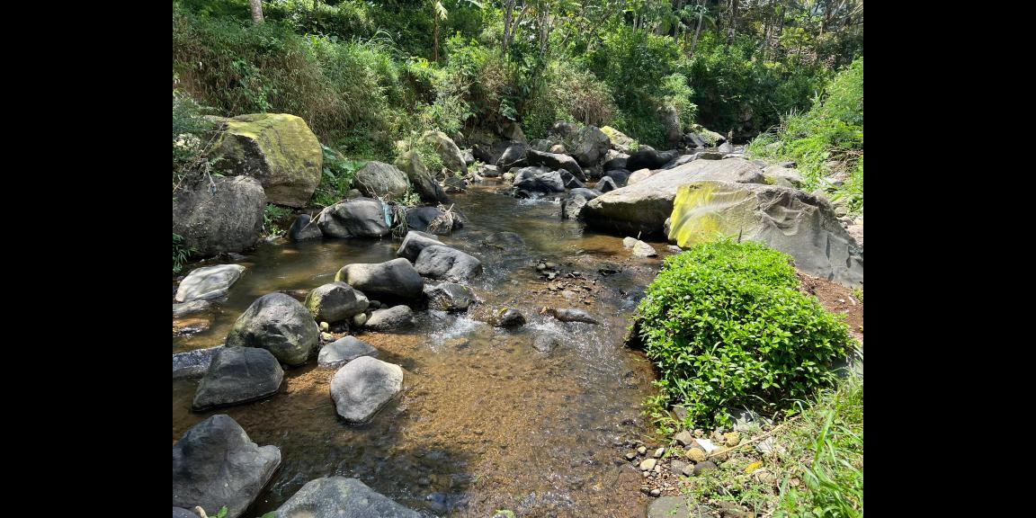 Tanah Dekat Sungai 3929m² Utara Jembatan Kaca Kemuning Tanah Dekat Sungai 3929m² Utara Jembatan Kaca Kemuning