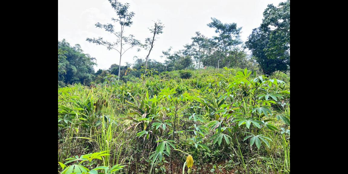 Tanah Istimewa 1 Hektar 500Juta Utara Candi Cetho Karanganyar Tanah Istimewa 1 Hektar 500Juta Utara Candi Cetho Karanganyar