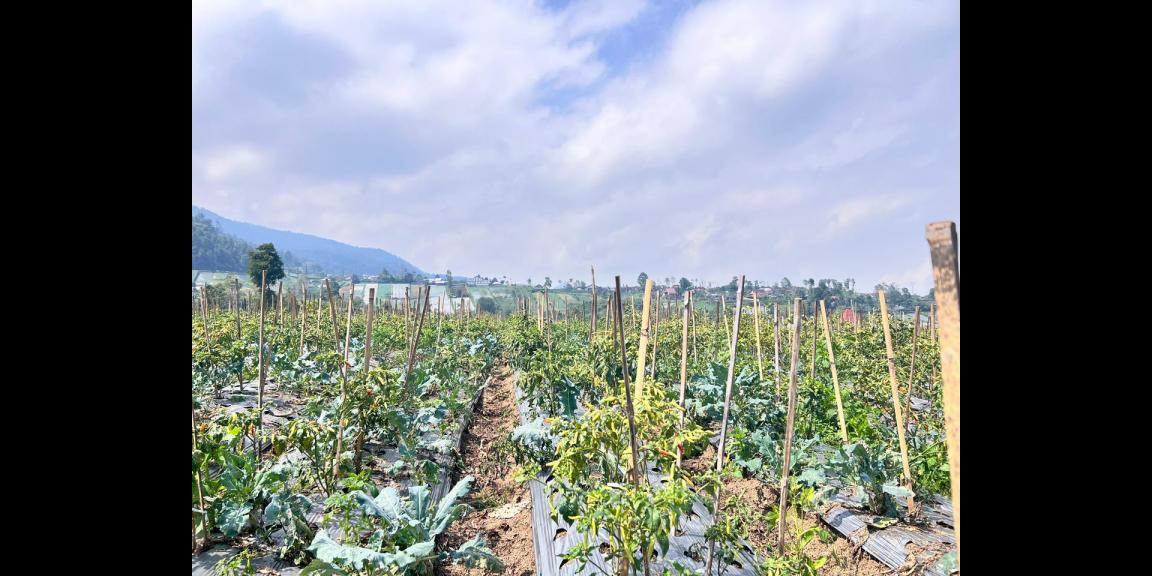 Tanah 7000m² Cocok Untuk Wisata Kebun Buah Ngargoyoso Tanah 7000m² Cocok Untuk Wisata Kebun Buah Ngargoyoso