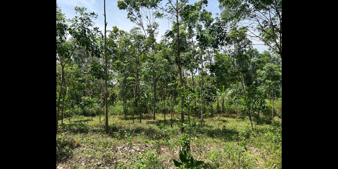 Tanah 82rb/m View Gunung Lawu Karanganyar Tanah 82rb/m View Gunung Lawu Karanganyar