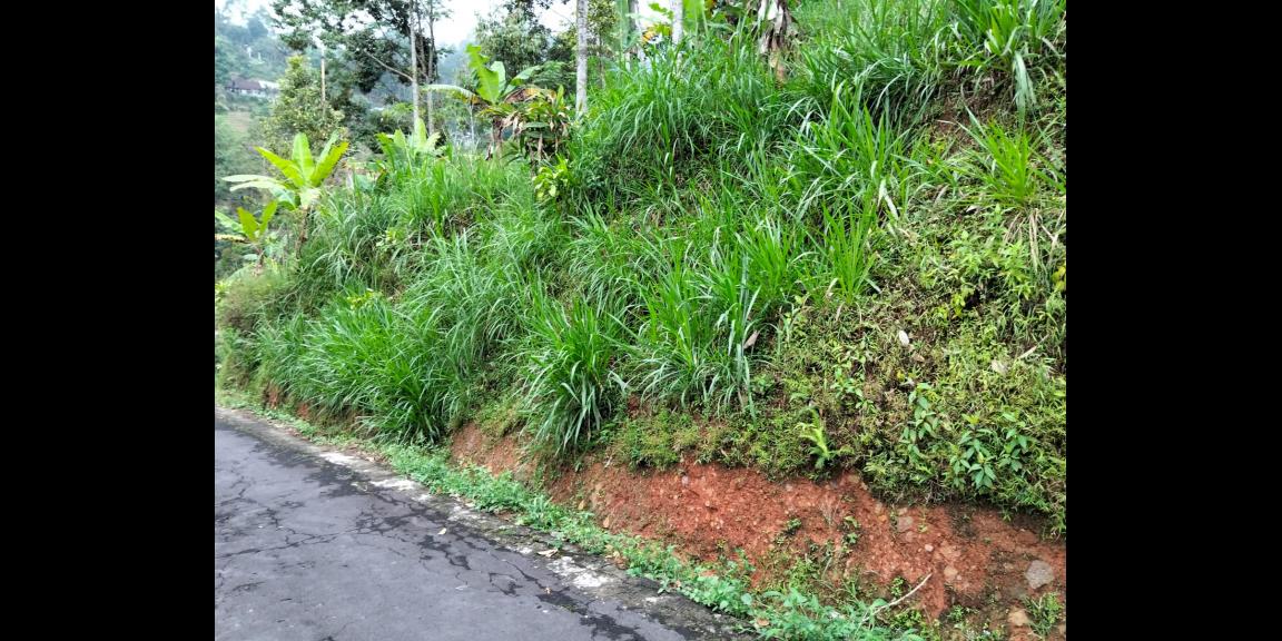 Tanah 90 Juta Udara Dingin Ngargoyoso  Tanah 90 Juta Udara Dingin Ngargoyoso