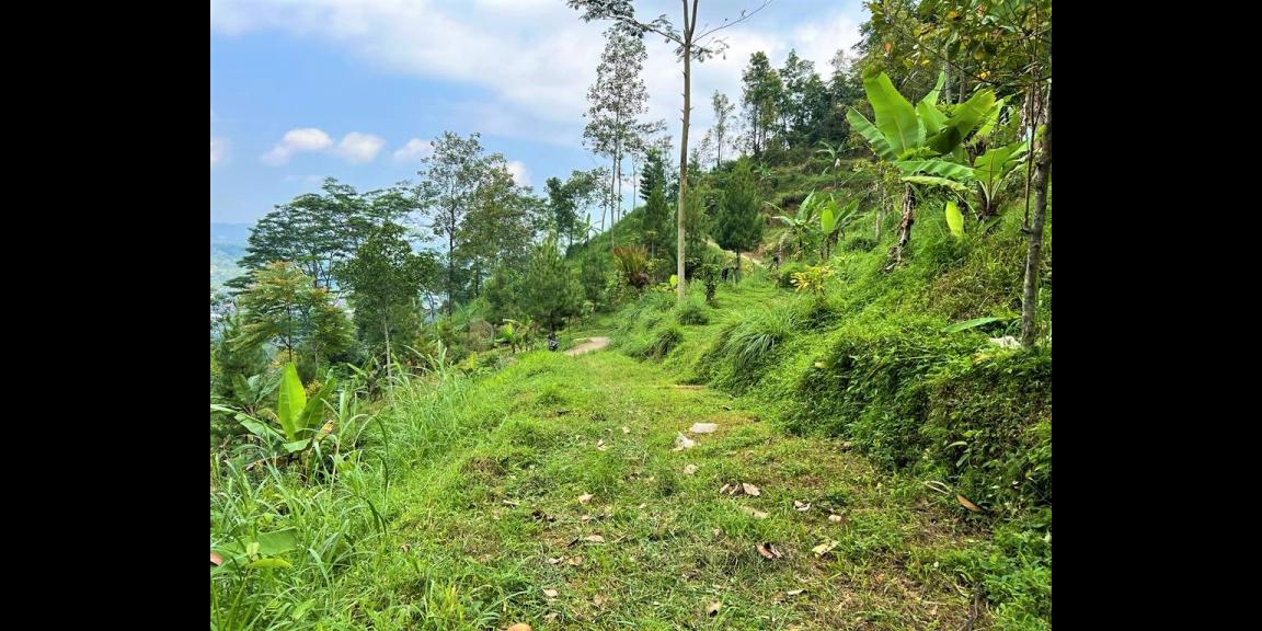 Tanah 350Jt Dekat Wisata Jembatan Kaca Kemuning Tanah 350Jt Dekat Wisata Jembatan Kaca Kemuning