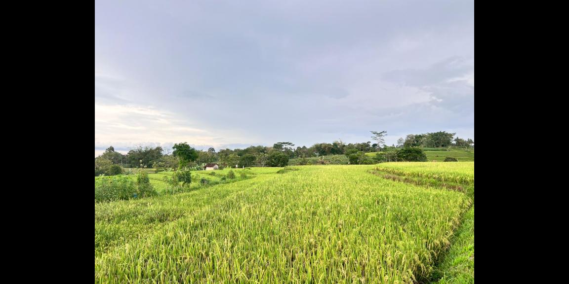 Tanah Sawah 3592m² View Gunung Kerjo Karanganyar Tanah Sawah 3592m² View Gunung Kerjo Karanganyar