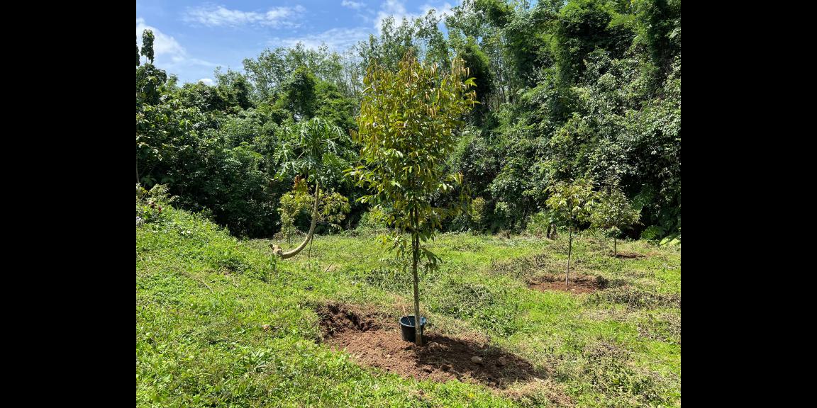 Kebun Durian Subur 1000m Kerjo, Karanganyar Kebun Durian Subur 1000m Kerjo, Karanganyar