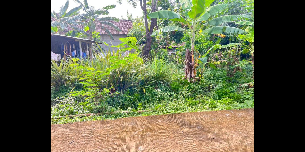 Tanah 55 Juta Dekat Pasar Jambangan Kedawung Sragen Tanah 55 Juta Dekat Pasar Jambangan Kedawung Sragen