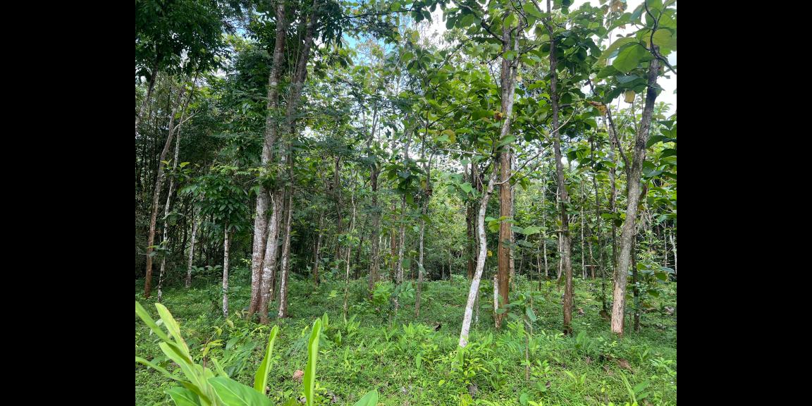 Tanah Datar 2293m² 300 Juta Karanganyar Tanah Datar 2293m² 300 Juta Karanganyar