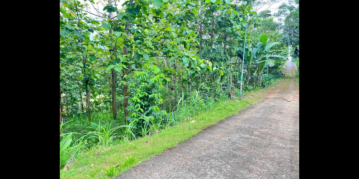 Tanah Kebun Jati 1517m² Karanganyar Tanah Kebun Jati 1517m² Karanganyar