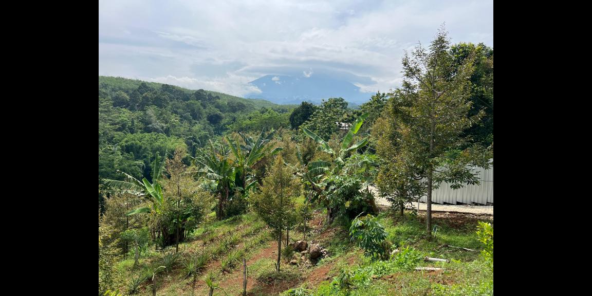 Kebun Durian Bonus Villa View Gunung Lawu Karanganyar Kebun Durian Bonus Villa View Gunung Lawu Karanganyar