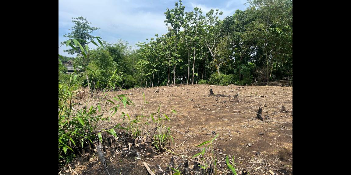 Tanah Murah 970m² Hanya 75 Juta Sragen Tanah Murah 970m² Hanya 75 Juta Sragen