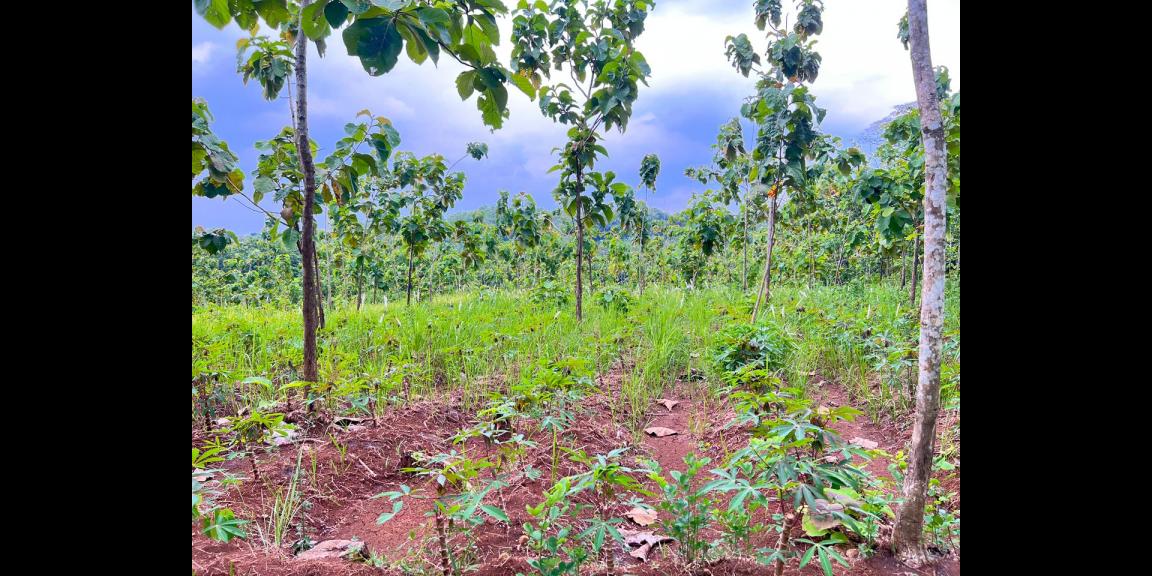 DIJUAL TANAH PEKARANGAN 1 HEKTAR – SAMBIREJO, SRAGEN–SOLO DIJUAL TANAH PEKARANGAN 1 HEKTAR – SAMBIREJO, SRAGEN–SOLO