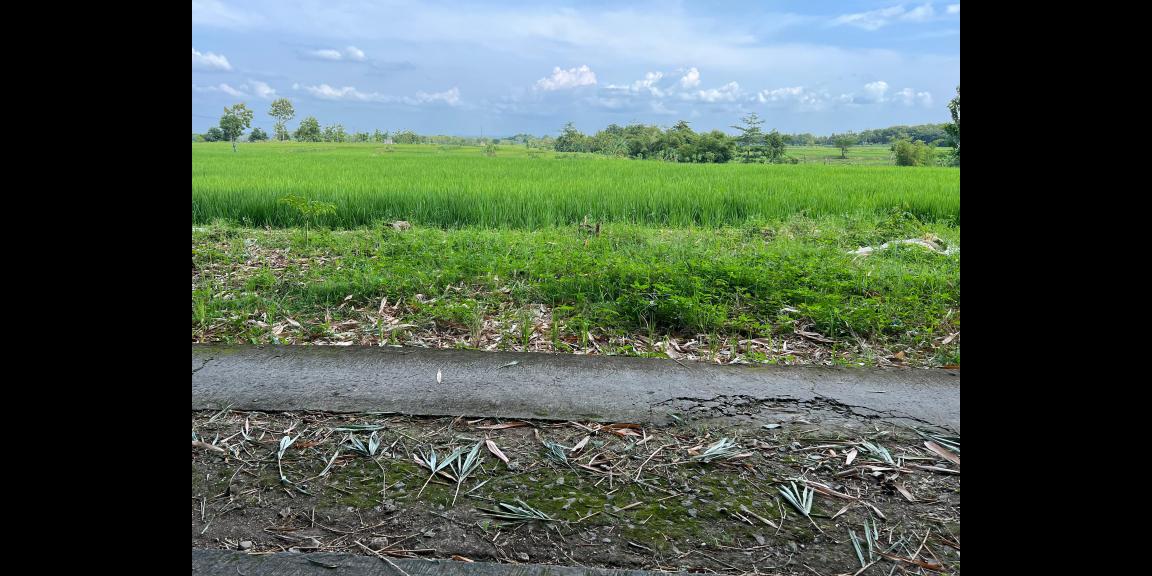 Tanah Datar View Sawah 432m² Sambirejo Sragen Tanah Datar View Sawah 432m² Sambirejo Sragen