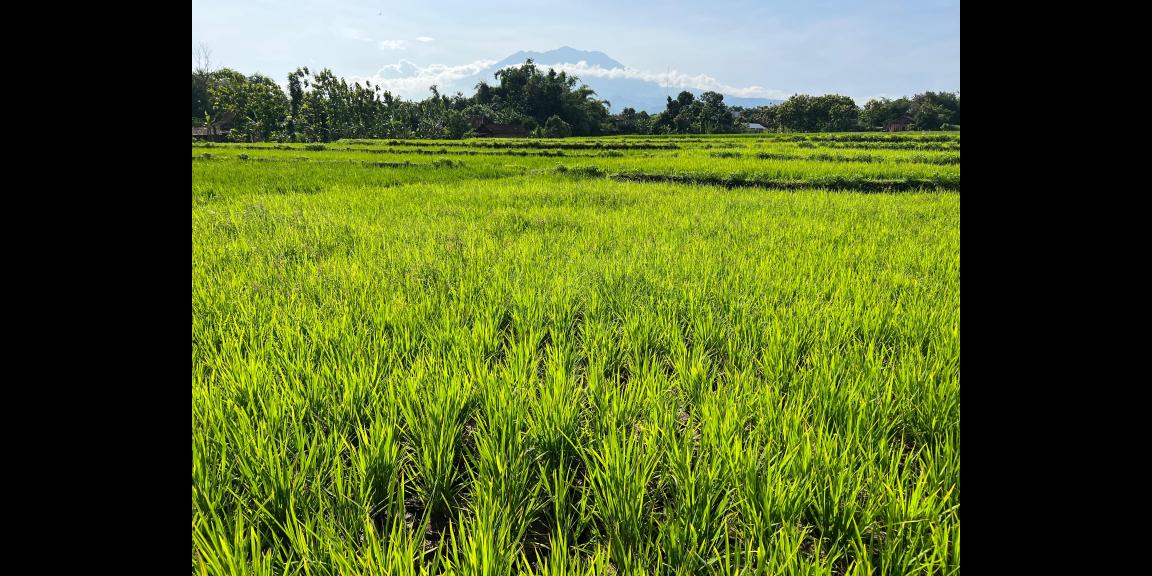 Tanah Subur 5360m² View Gunung Lawu Sragen Tanah Subur 5360m² View Gunung Lawu Sragen