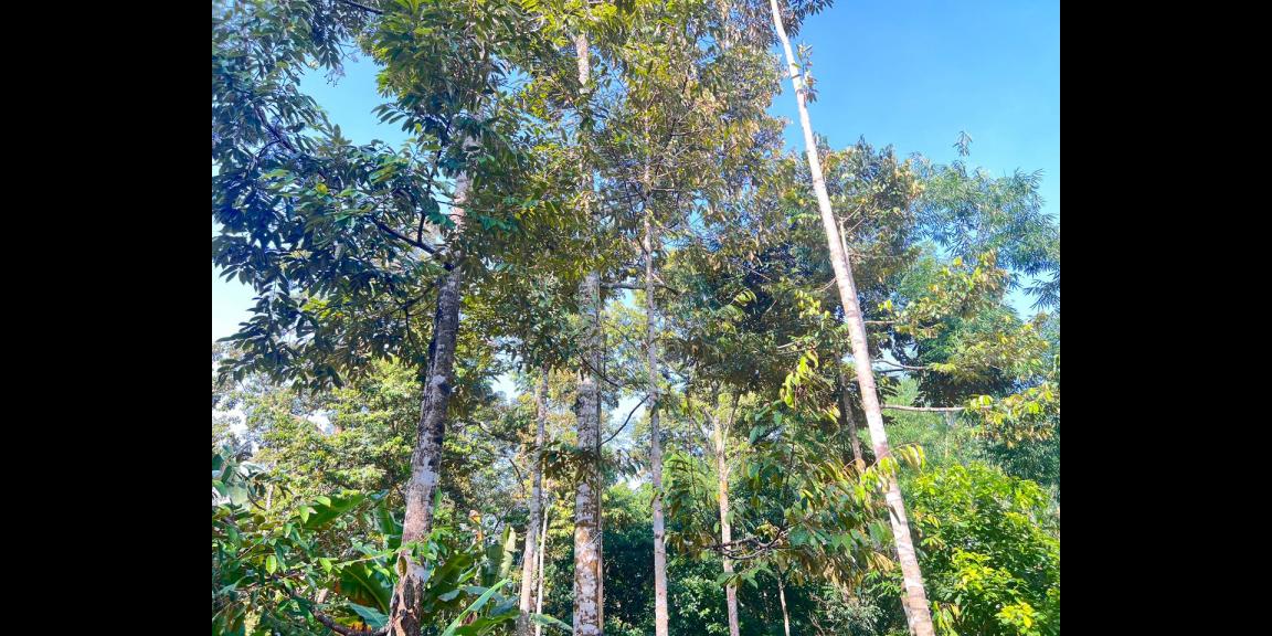 Kebun Durian 300 Juta Utara Pasar Mojogedang Karanganyar Kebun Durian 300 Juta Utara Pasar Mojogedang Karanganyar