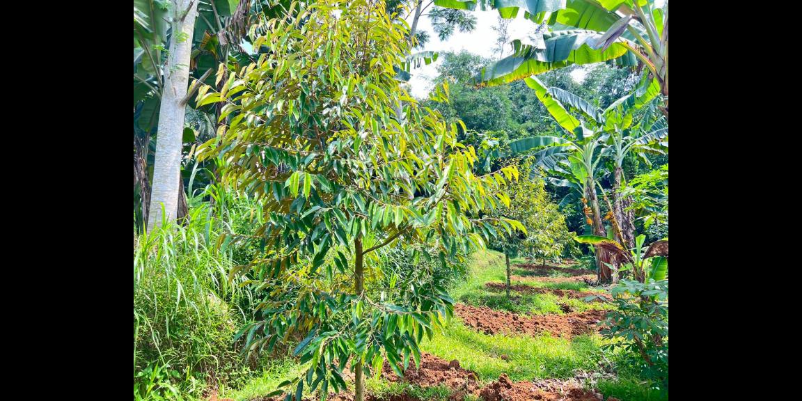 Kebun Durian 1900m Subur Mojogedang Karanganyar Kebun Durian 1900m Subur Mojogedang Karanganyar