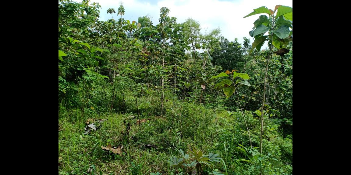 Tanah Dijual Murah Sambirejo Sragen Tanah Dijual Murah Sambirejo Sragen