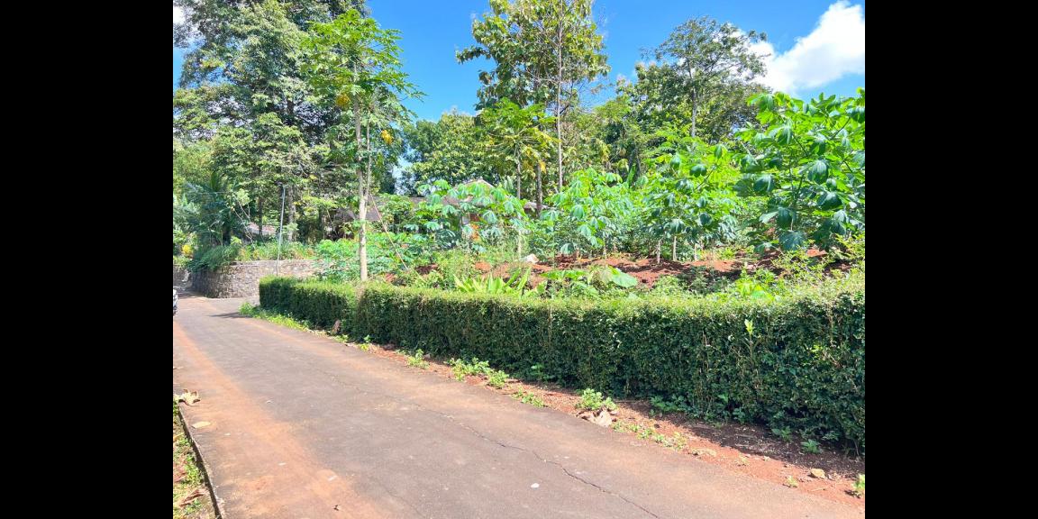 Tanah Strategis 794m Utara Pasar Mojogedang Karanganyar Tanah Strategis 794m Utara Pasar Mojogedang Karanganyar