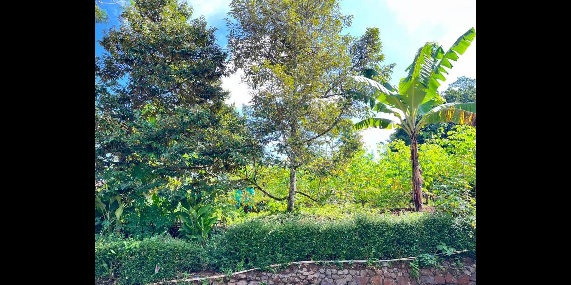 Tanah 800m² Cocok untuk Rumah Tinggal Karanganyar Tanah 800m² Cocok untuk Rumah Tinggal Karanganyar