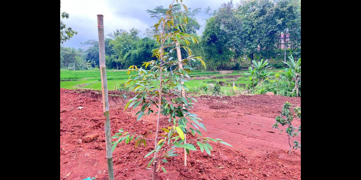 Kebun Buah 2627m² View Hamparan Sawah Karanganyar Kebun Buah 2627m² View Hamparan Sawah Karanganyar