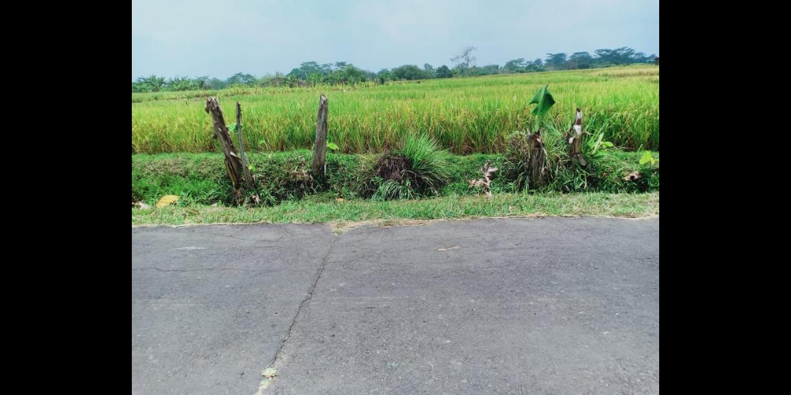 Sawah Produktif 1 Hektar Mojogedang Karanganyar Sawah Produktif 1 Hektar Mojogedang Karanganyar