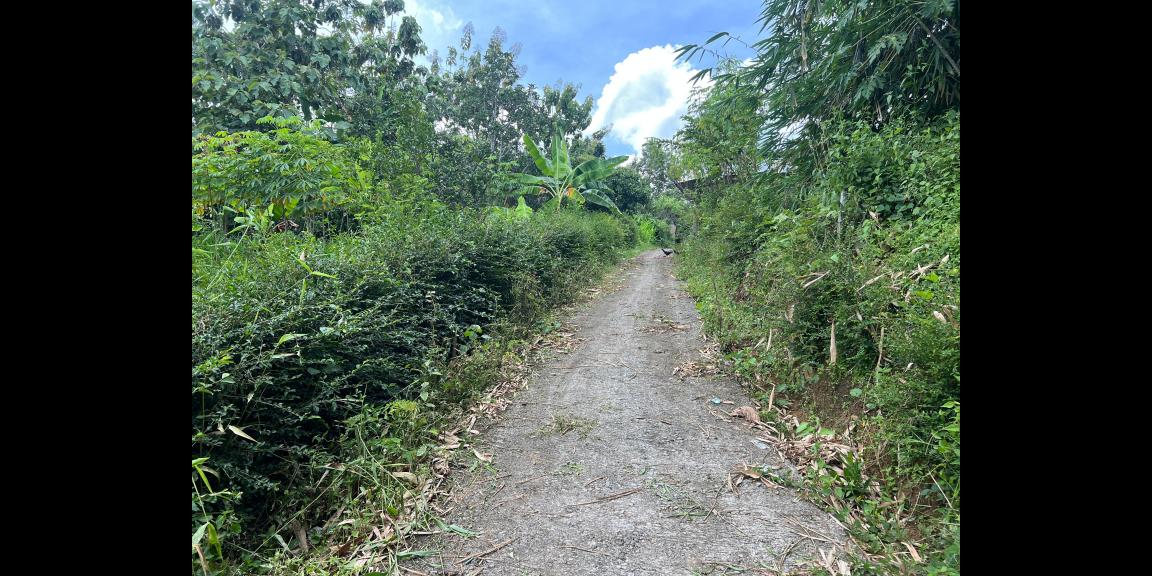 Tanah Kebun Alpukat Siap Panen 800m² Kerjo Karanganyar Tanah Kebun Alpukat Siap Panen 800m² Kerjo Karanganyar