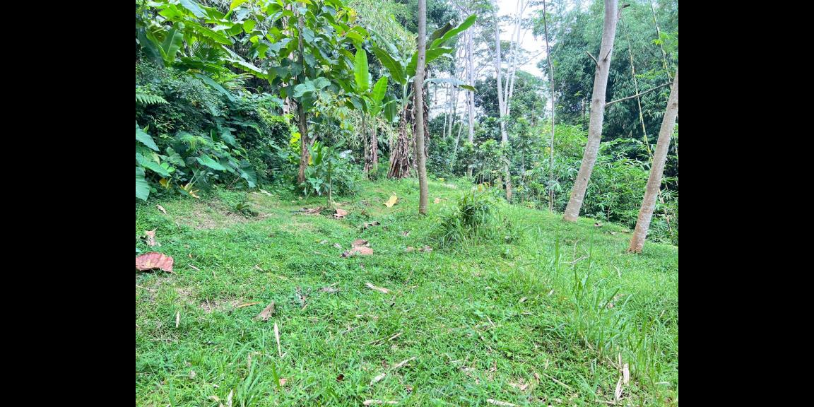 Tanah 2500m² Hanya 300 Juta Karangpandan Tanah 2500m² Hanya 300 Juta Karangpandan