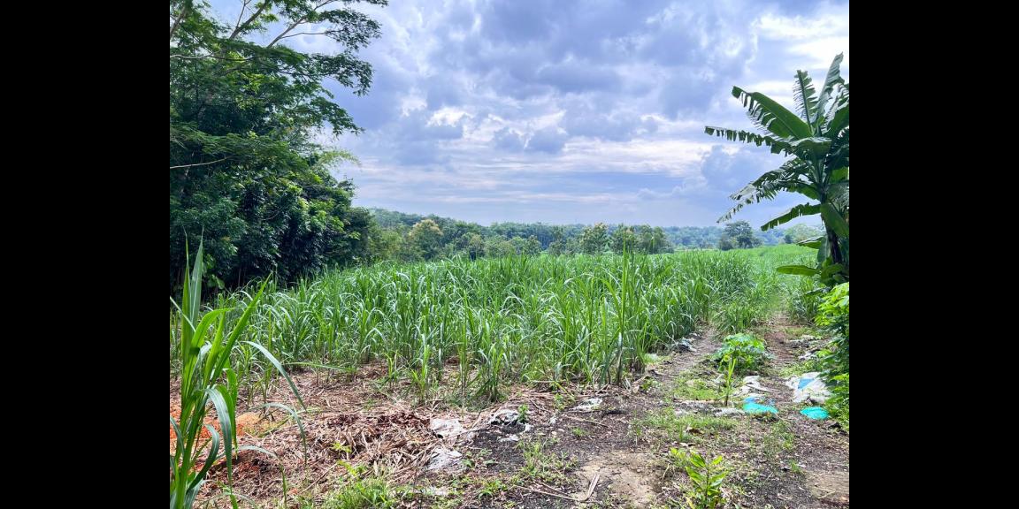 Tanah 6000m² Cocok Untuk Peternakan Karanganyar Tanah 6000m² Cocok Untuk Peternakan Karanganyar