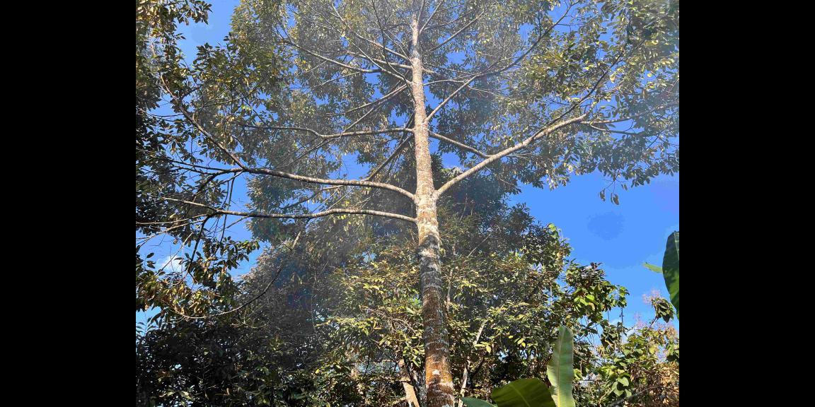 Dijual Kebun Durian Jl Karangpandan-Tawangmangu Dijual Kebun Durian Jl Karangpandan-Tawangmangu