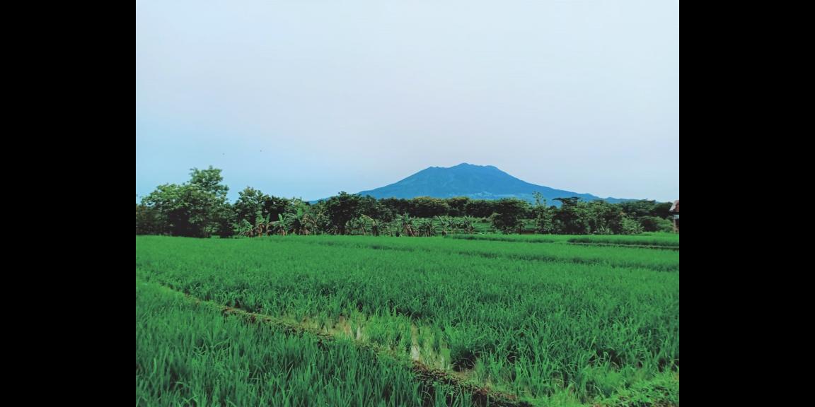 Dijual Tanah Sawah Subur Kerjo Karanganyar Dijual Tanah Sawah Subur Kerjo Karanganyar